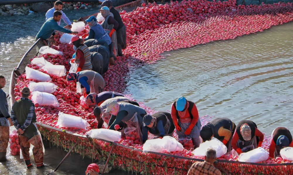 harvesting red peppers in a scenic outdoor riverbend