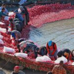 harvesting red peppers in a scenic outdoor riverbend